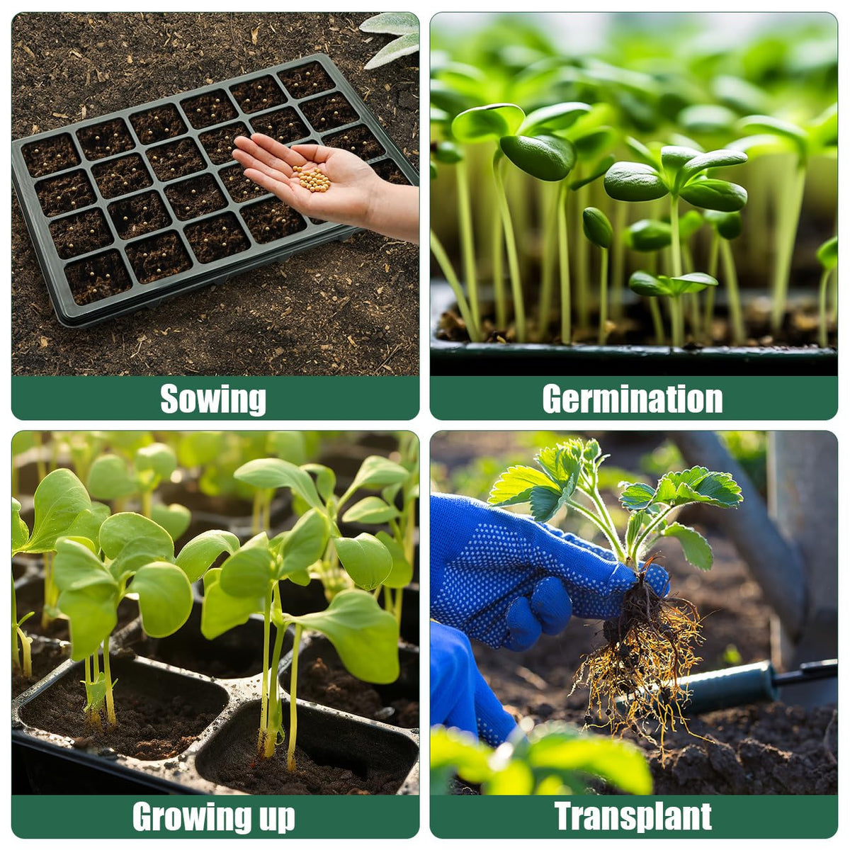 2-inch plugs promote robust root development and easy transplanting with RooTrimmer.