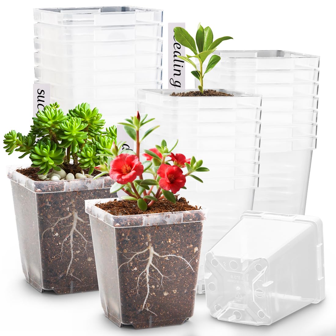 RooTrimmer 3.3-inch clear square nursery pot showing transparent walls for moisture monitoring