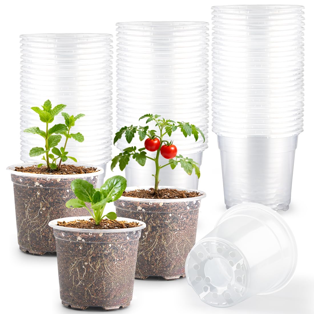 RooTrimmer 4 inch clear pot with drainage holes for seedling growth