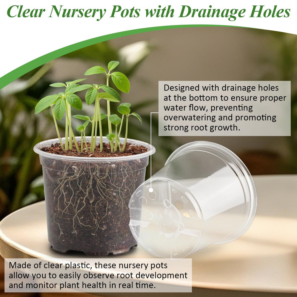 RooTrimmer clear pot with drainage holes prevents waterlogging and supports healthy seedlings