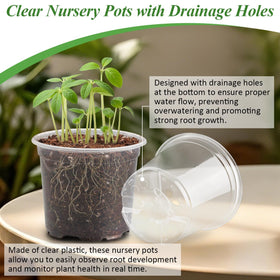 RooTrimmer clear pot with drainage holes prevents waterlogging and supports healthy seedlings