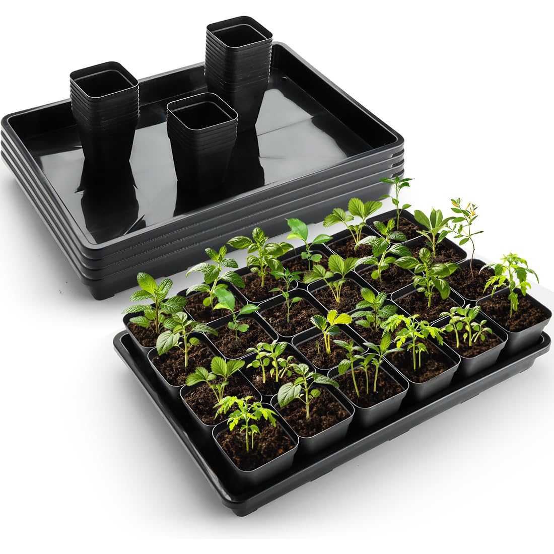 RooTrimmer bonsai and cat grass tray multipurpose solution