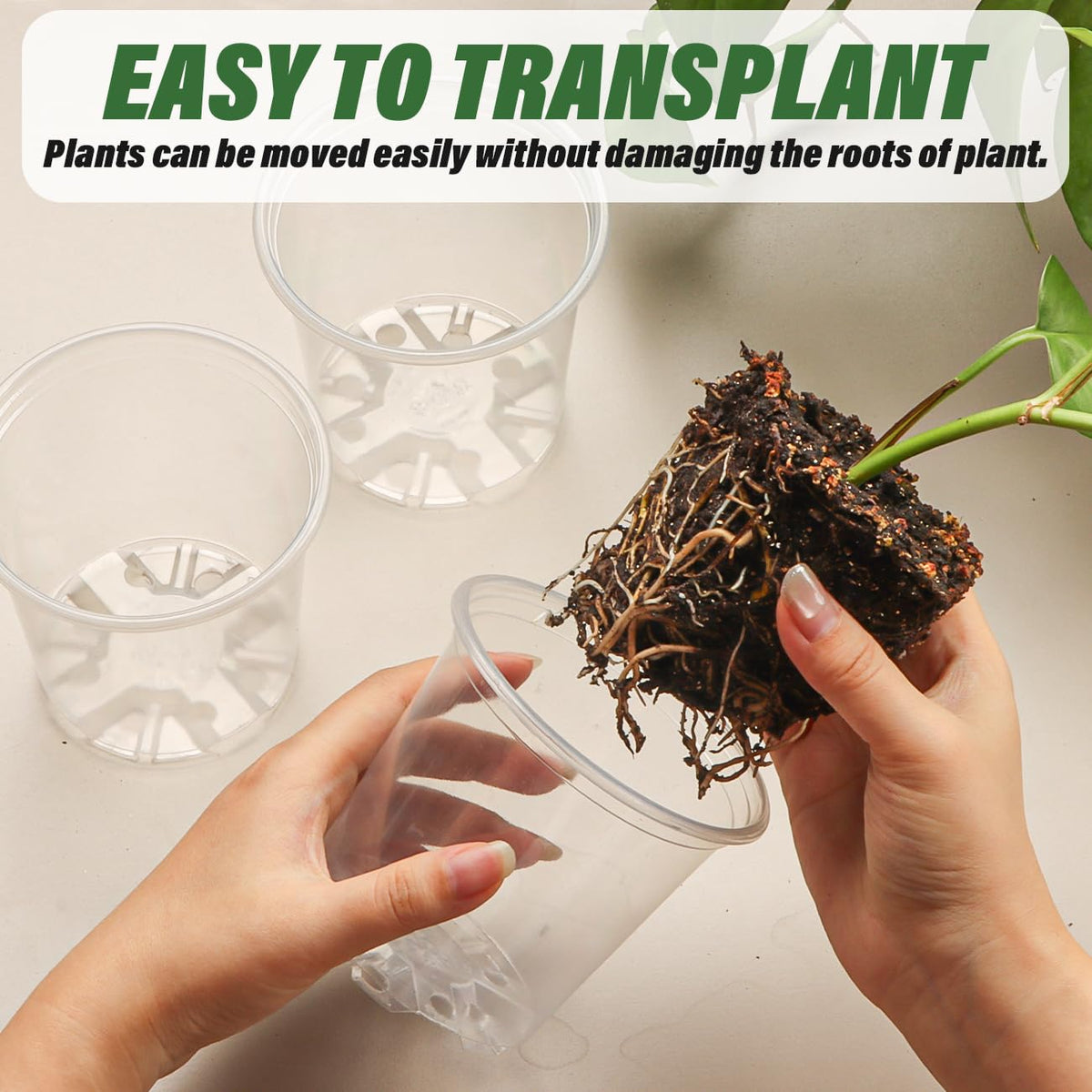 RooTrimmer BPA-free clear seeding pot for safe seedling development.