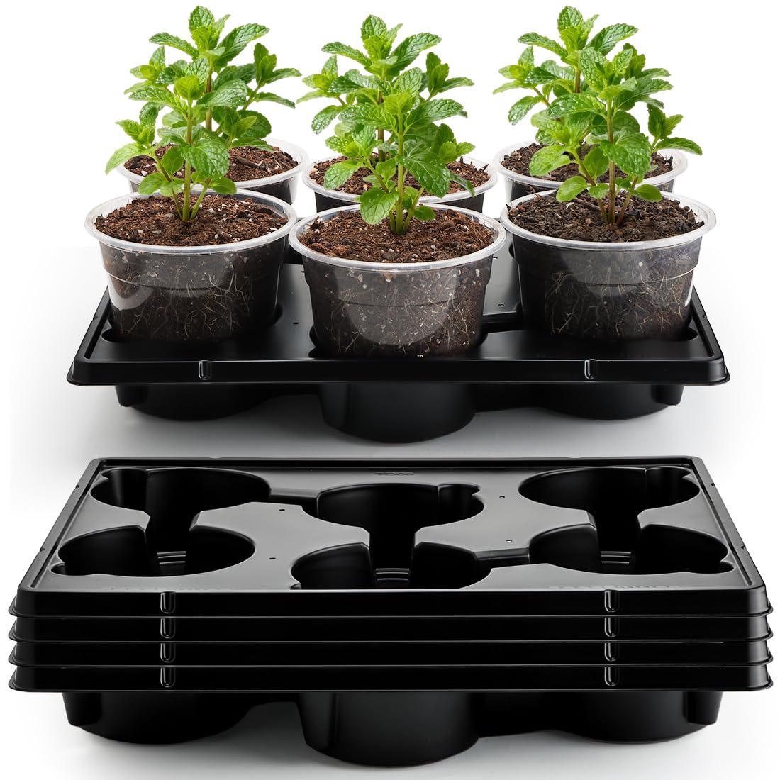 RooTrimmer clear 6-inch pot for healthy seedling viewing and easy root inspection.