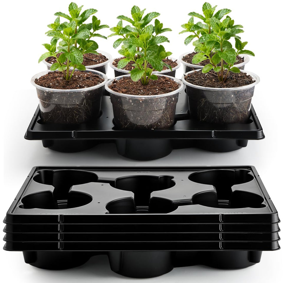 RooTrimmer clear 6-inch pot for healthy seedling viewing and easy root inspection.