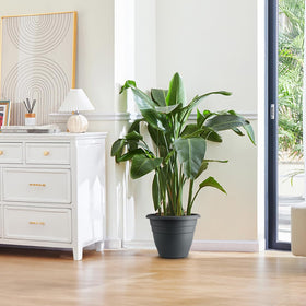 RooTrimmer pot suits indoor and outdoor spaces with easy cleaning.