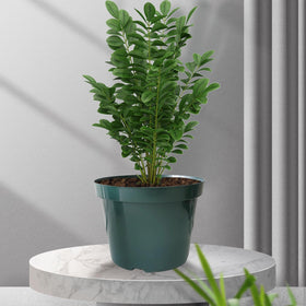RooTrimmer indoor-outdoor-use plant pot versatile for patio or shelves.