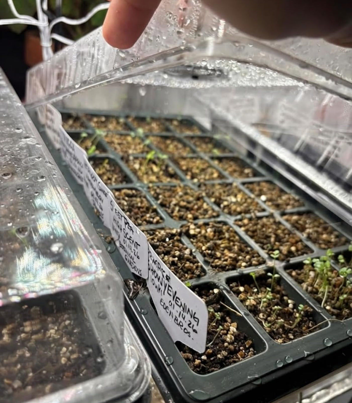 RooTrimmer outdoor-friendly design handles weather for early planting.