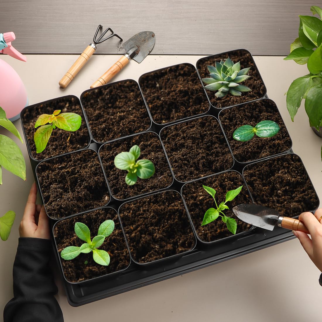 RooTrimmer 5-pack seedling trays with 100 pots for easy organization