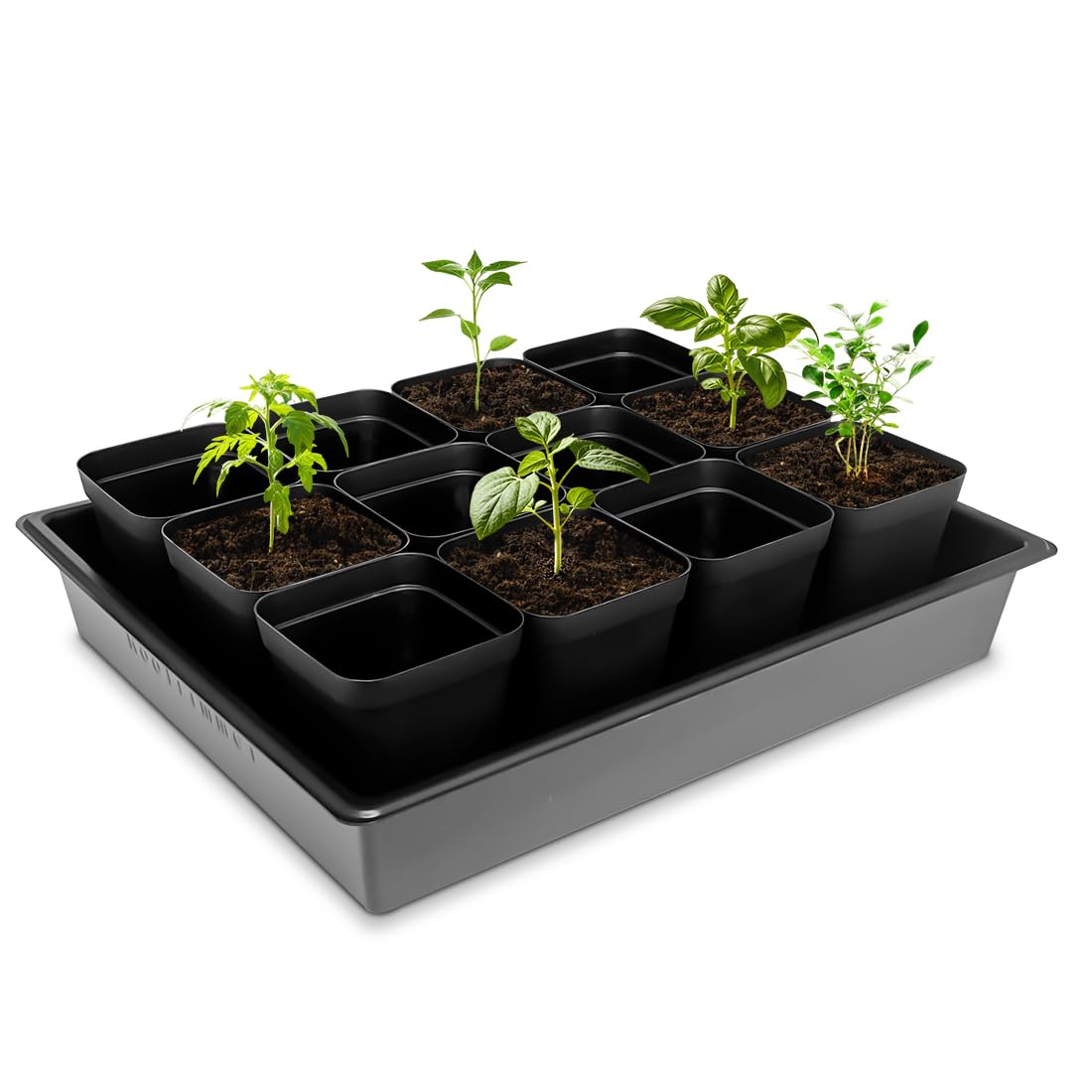 RooTrimmer PS polystyrene trays provide durable, reusable seedling space.