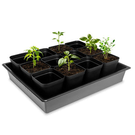 RooTrimmer PS polystyrene trays provide durable, reusable seedling space.
