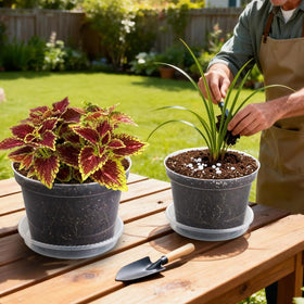RooTrimmer pot for transplanting, shows moisture and root development clearly.