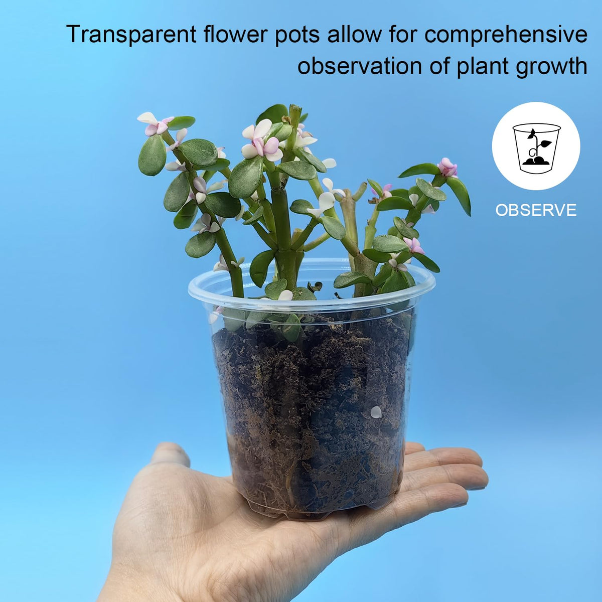 RooTrimmer soft-wall pot enabling easy transplant without disturbing roots.