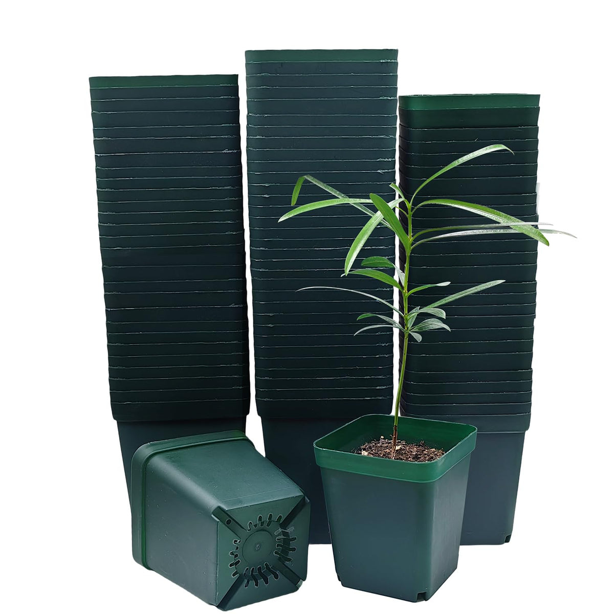 RooTrimmer square seedling pot, 3.15-inch green plastic, ideal for neat succulent starter pots.