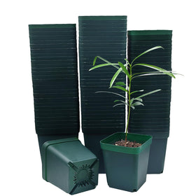 RooTrimmer square seedling pot, 3.15-inch green plastic, ideal for neat succulent starter pots.