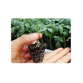 RooTrimmer stackable nursery flats save space in greenhouse settings.