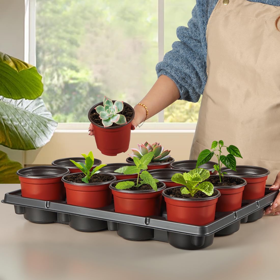 RooTrimmer tray with drainage holes prevents waterlogging during watering.
