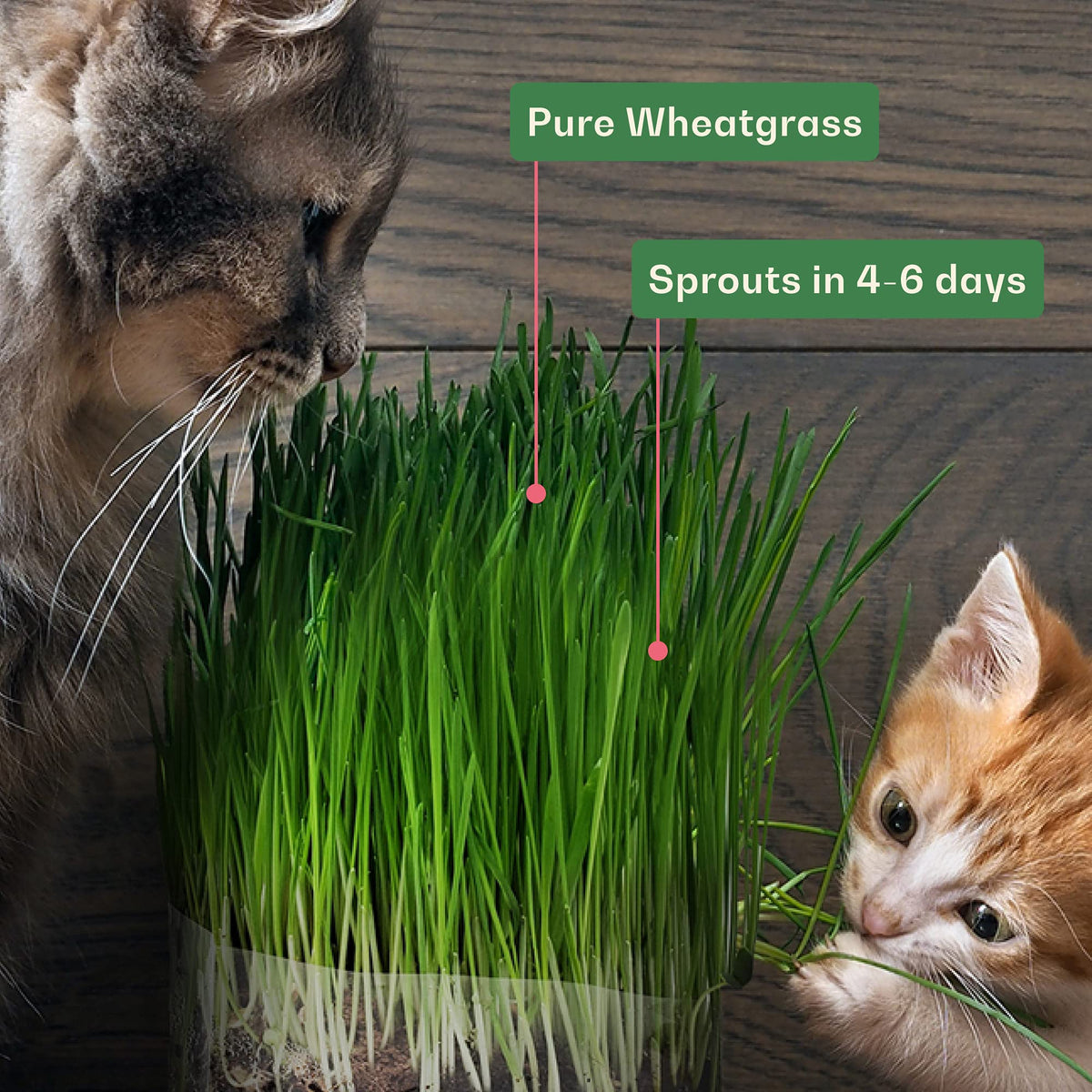 Indoor cat enjoying fresh Rose & Branch cat grass.