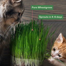 Indoor cat enjoying fresh Rose & Branch cat grass.
