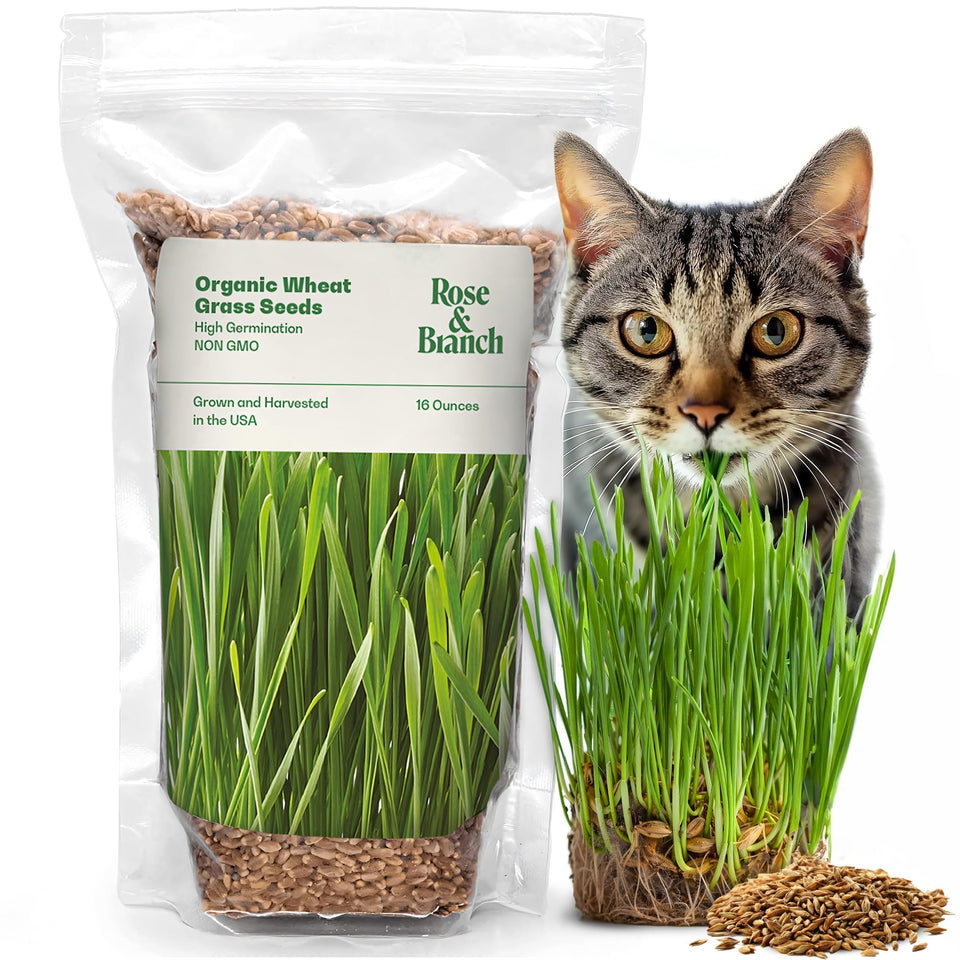Rose & Branch wheatgrass seeds in packaging ready for home growing.