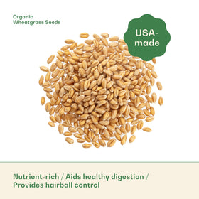 Wheatgrass sprouts in 4 to 7 days with Rose & Branch seeds.