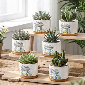 Roshtia packaged pots with trays shown as a bulk gift option.