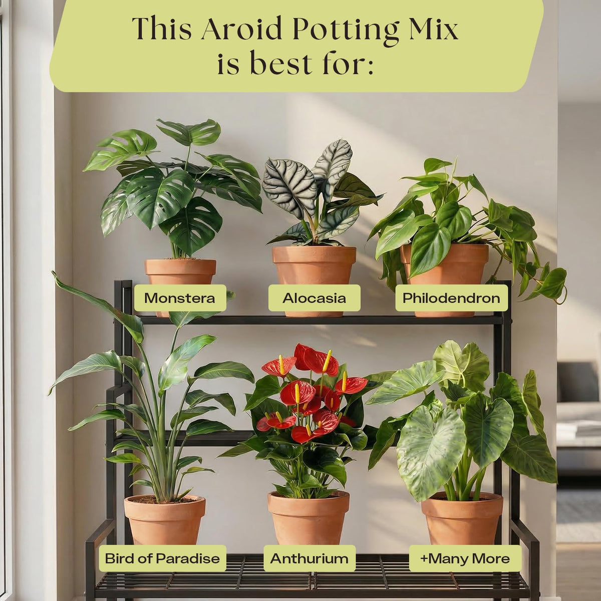 Rosy Soil ideal for indoor-outdoor aroid setups and seasonal repotting