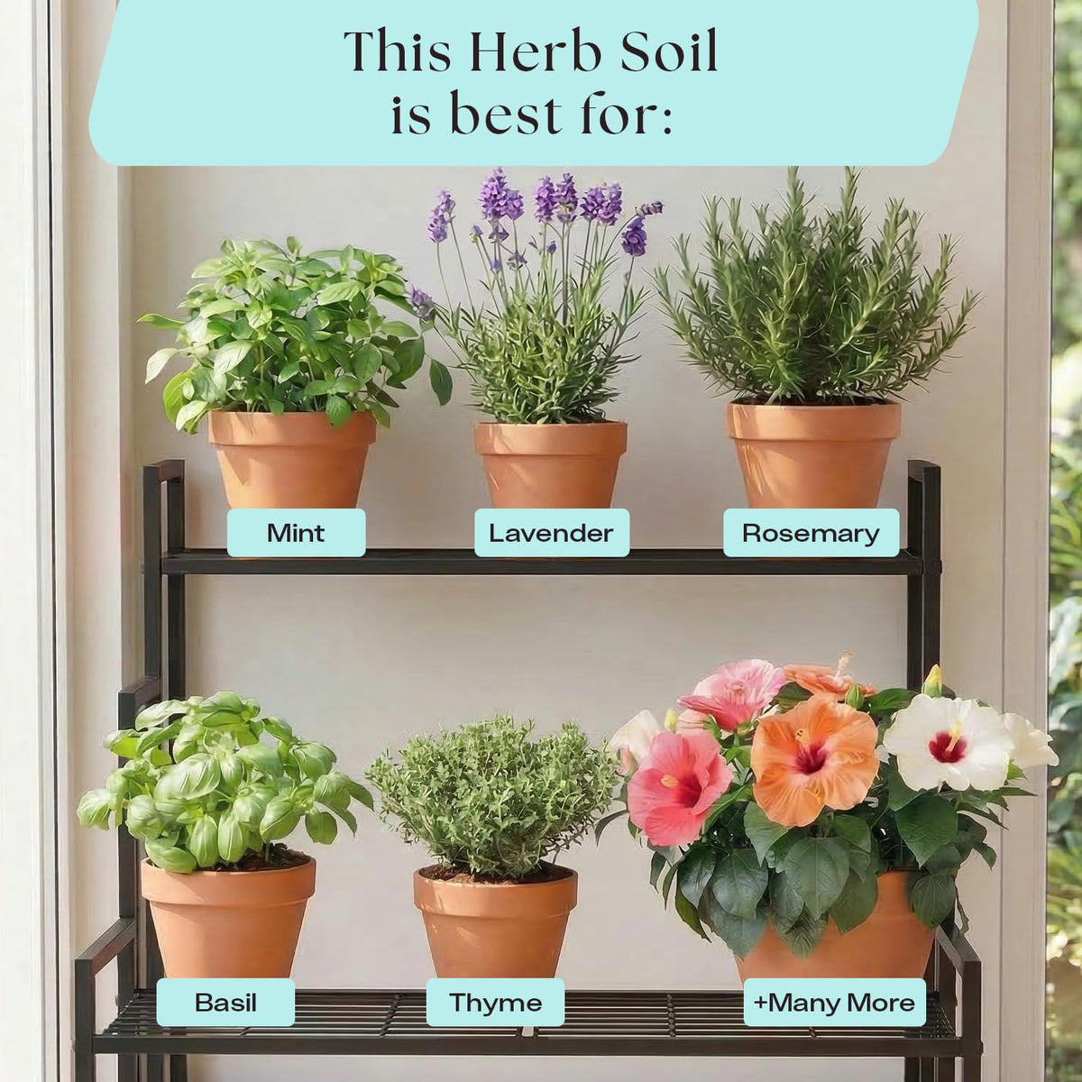 Rosy Soil living soil made in USA supports robust root development.