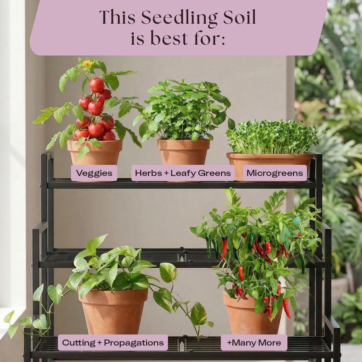 Rosy Soil microgreens setup with vibrant greens and clean soil