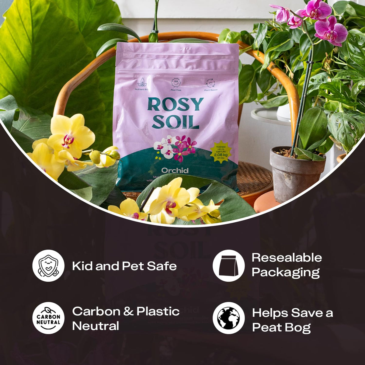 Rosy Soil Orchid Potting Mix supports Phalaenopsis thriving indoors