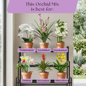 Rosy Soil Orchid Potting Mix promotes robust root health in established orchids