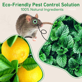 Kitchen corner placement helps ongoing deterrence with peppermint oil