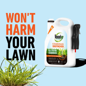 Roundup for Lawns Crabgrass Destroyer2 white residue appears on treated weeds within days.