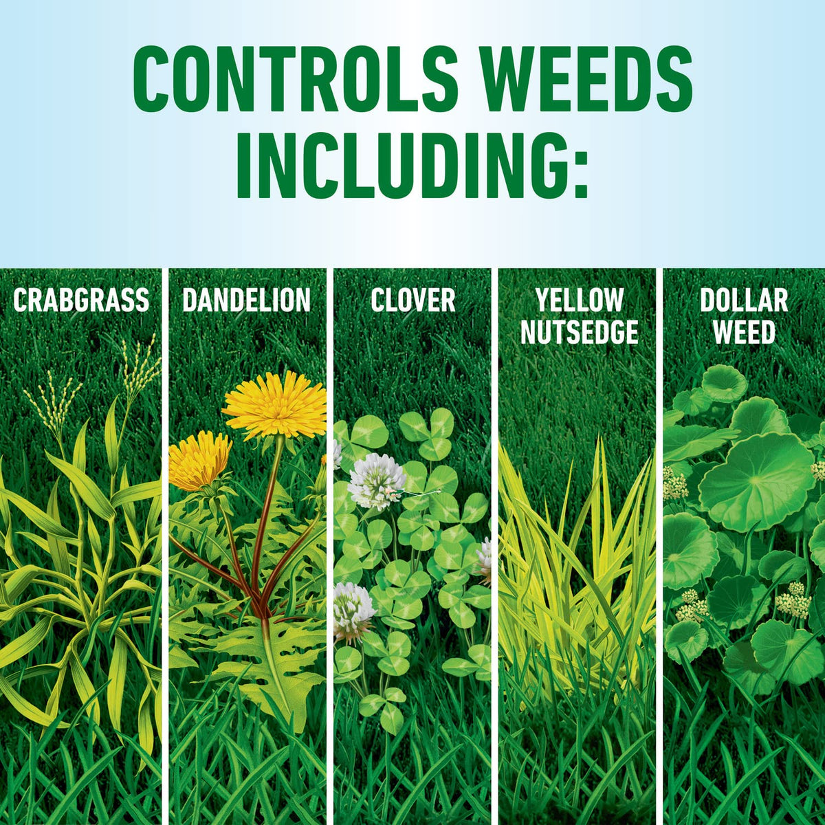 Roundup For Lawns₁ rainproof-3-hours feature protects treatment after rain.