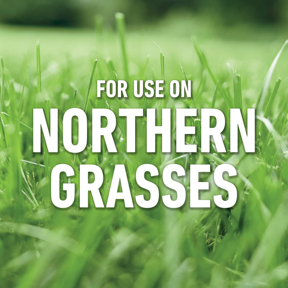 Roundup For Lawns3 on Kentucky Bluegrass illustrates fast-acting weed control.
