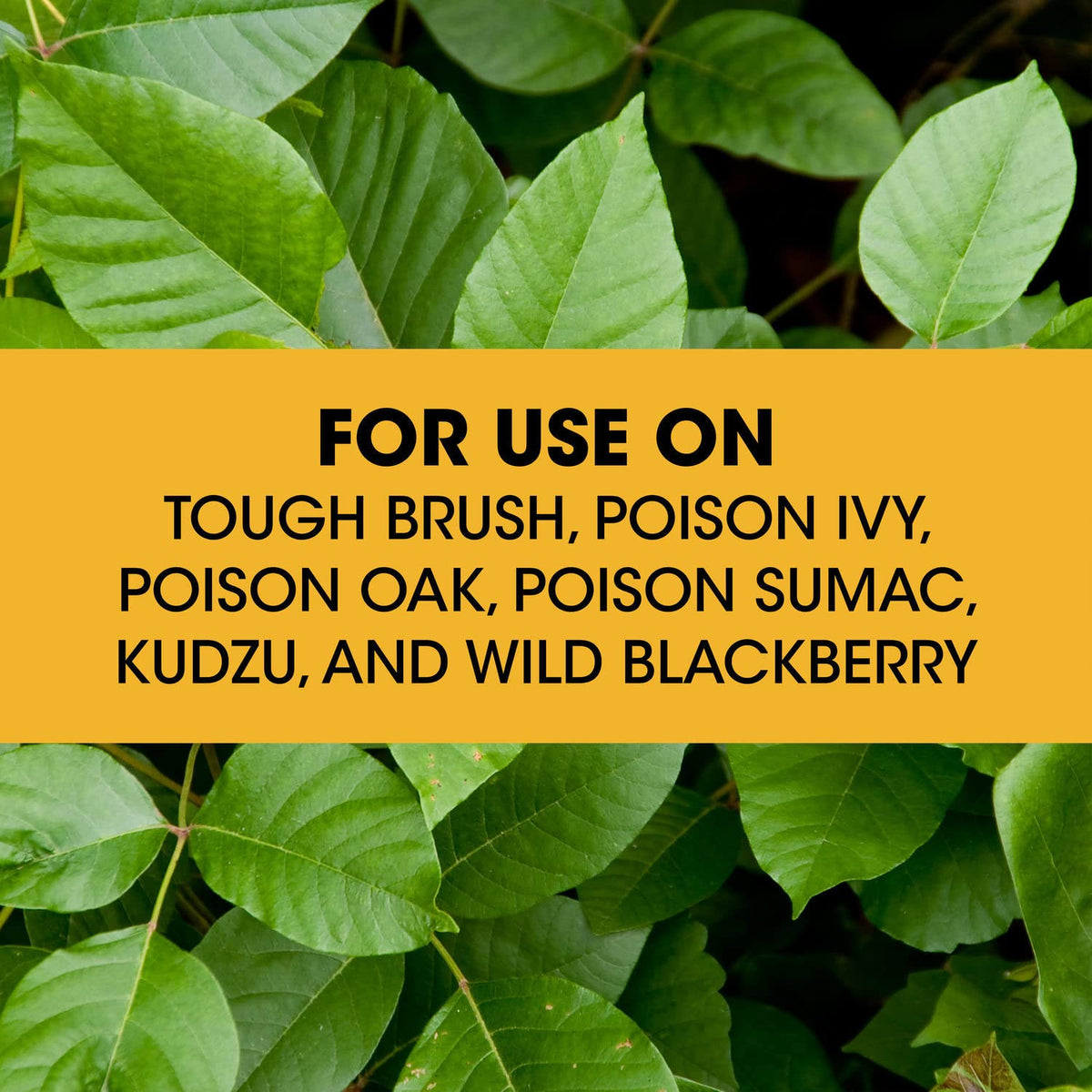 Roundup Poison Ivy Plus ready-to-use solution for immediate control.