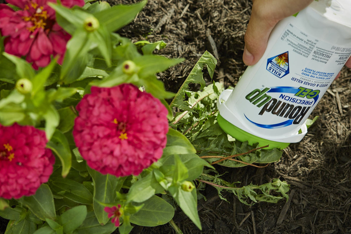 Roundup Precision Gel results show weed roots being eliminated at source.