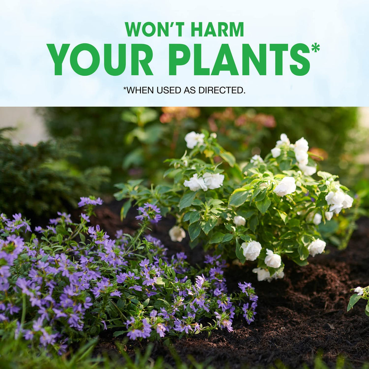 Granules applied to soil around established plants for lasting protection.