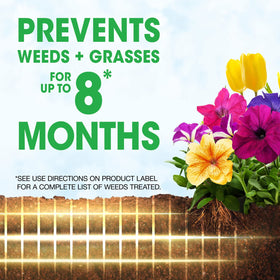 Sprinkling Roundup Weed Barrier Granules around plants for simple weed prevention.