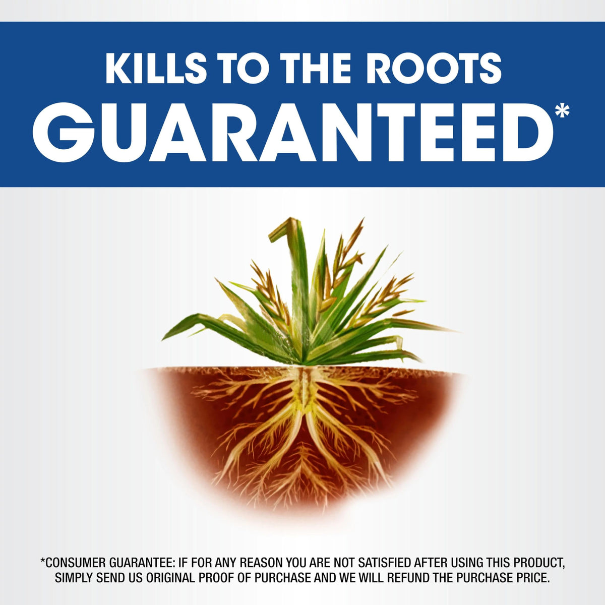 Roundup Weed Killer4 around planting window 1 to 30 days after treatment