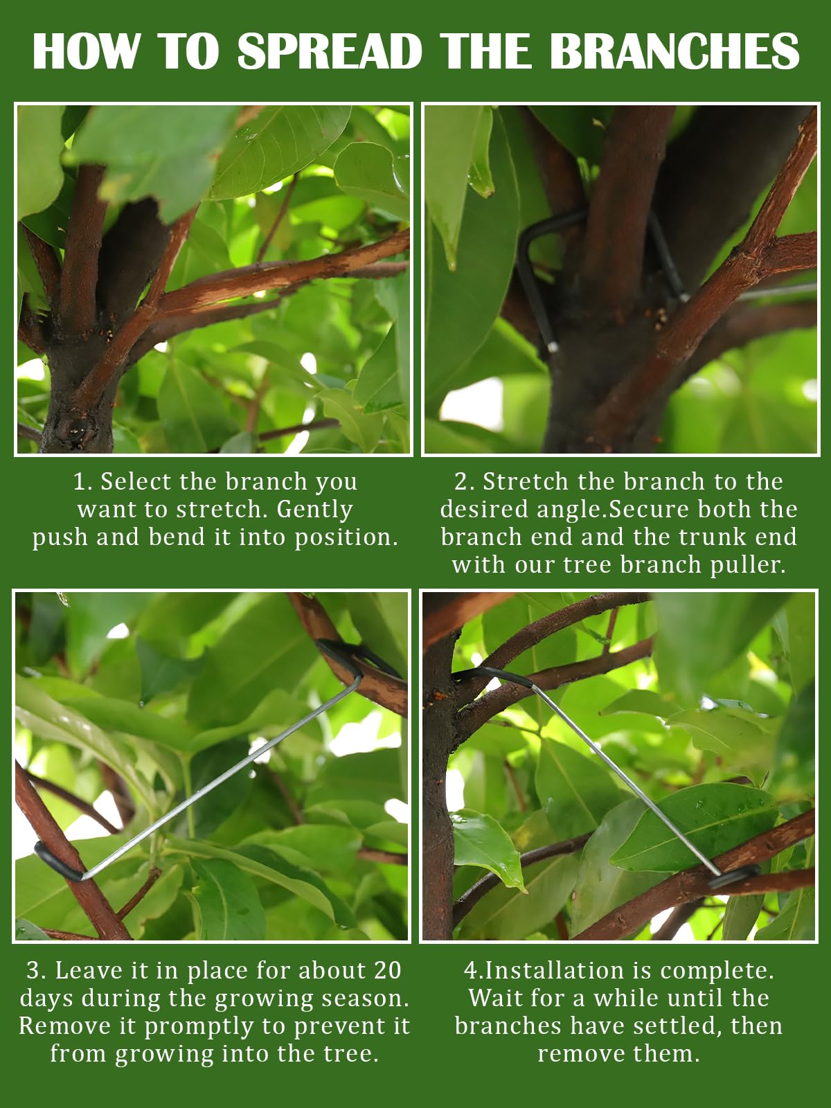 Rubierine branch modeling tool guides new growth at 110–130 degrees
