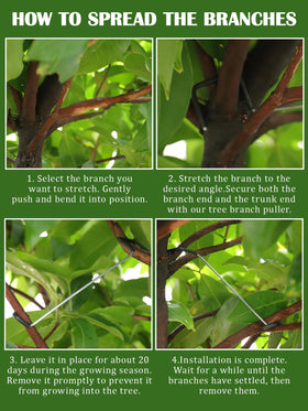 Rubierine branch modeling tool guides new growth at 110–130 degrees