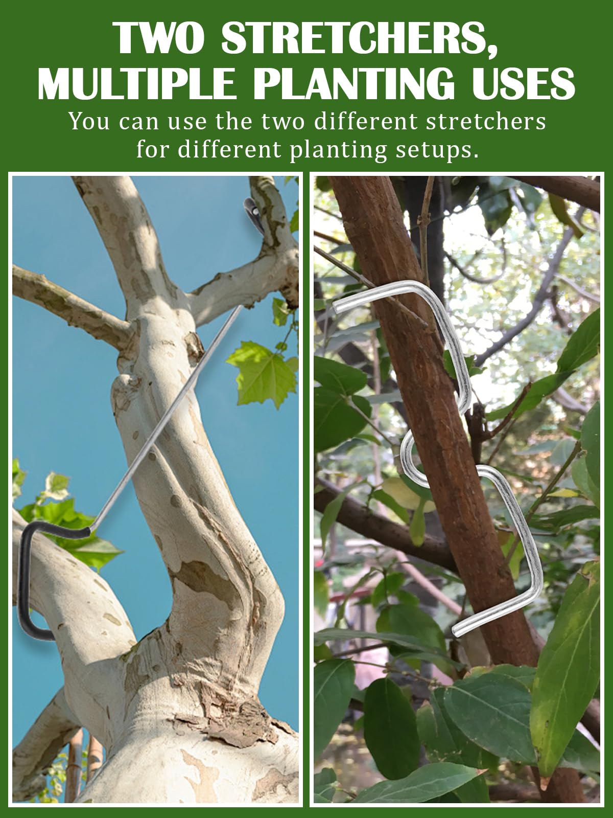 Rubierine fruit tree training setup improves canopy exposure