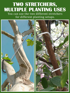 Rubierine fruit tree training setup improves canopy exposure