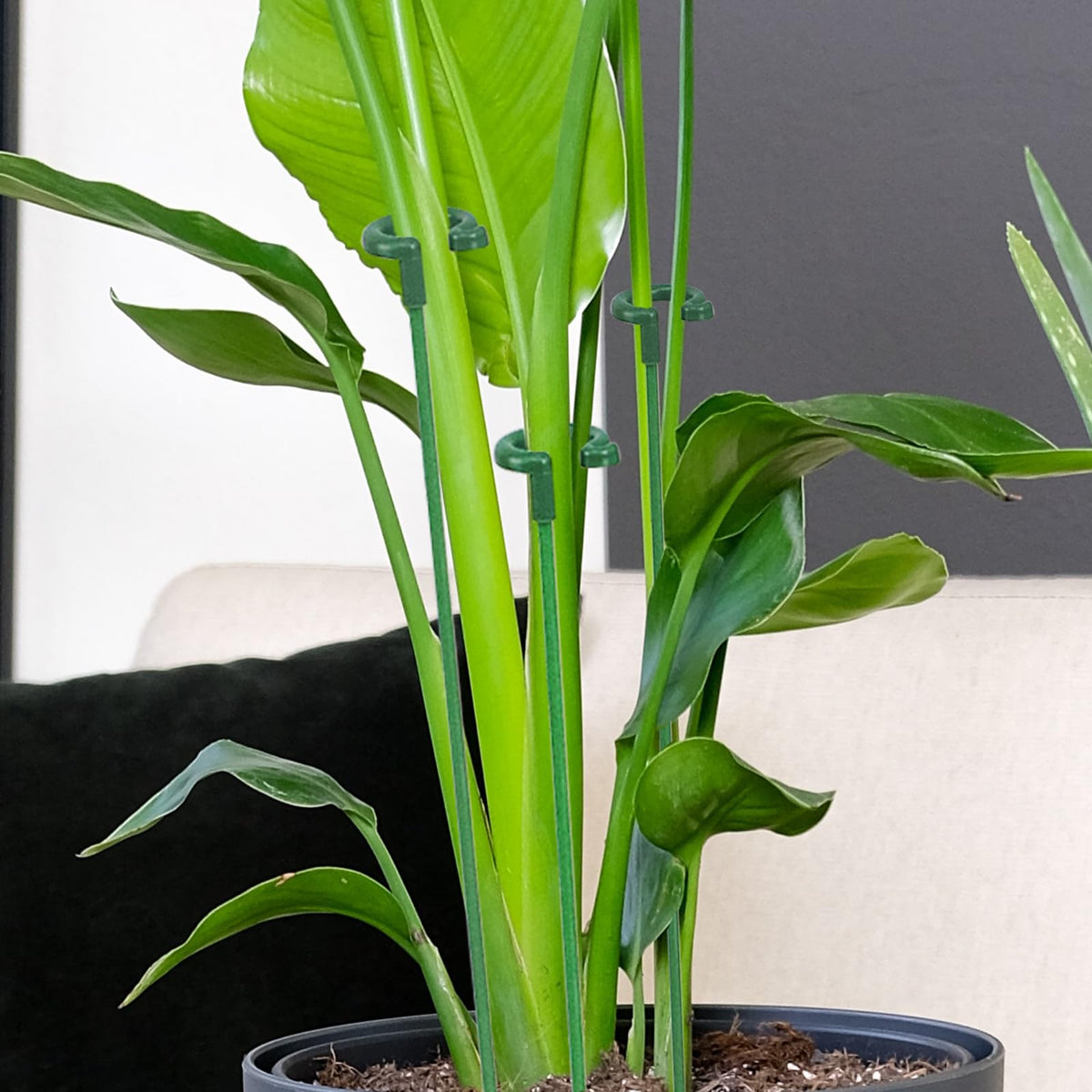 Ruksifg indoor garden setup demonstrates versatile use for orchids.
