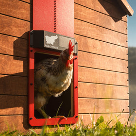 RUN-CHICKEN Door Eternal open view demonstrates automatic sunrise/sunset function for hands-free access.