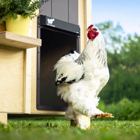 RUN-CHICKEN Door Giant open-close demo illustrates automatic day-night operation