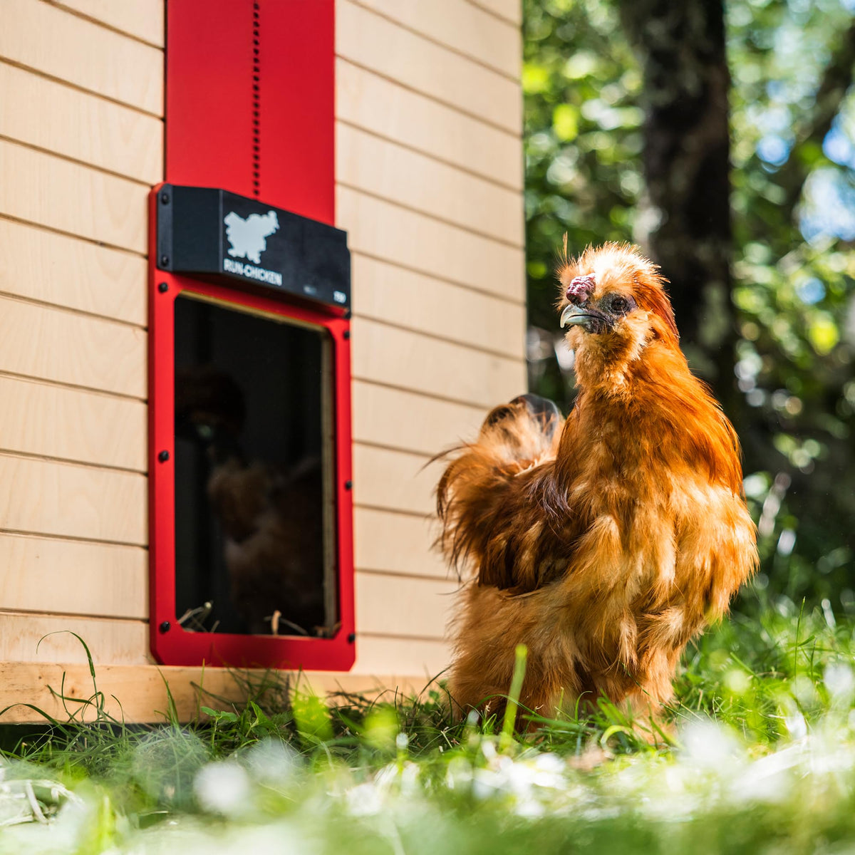 Run-Chicken T50 battery powered unit, no wires needed for flexible coop placement.