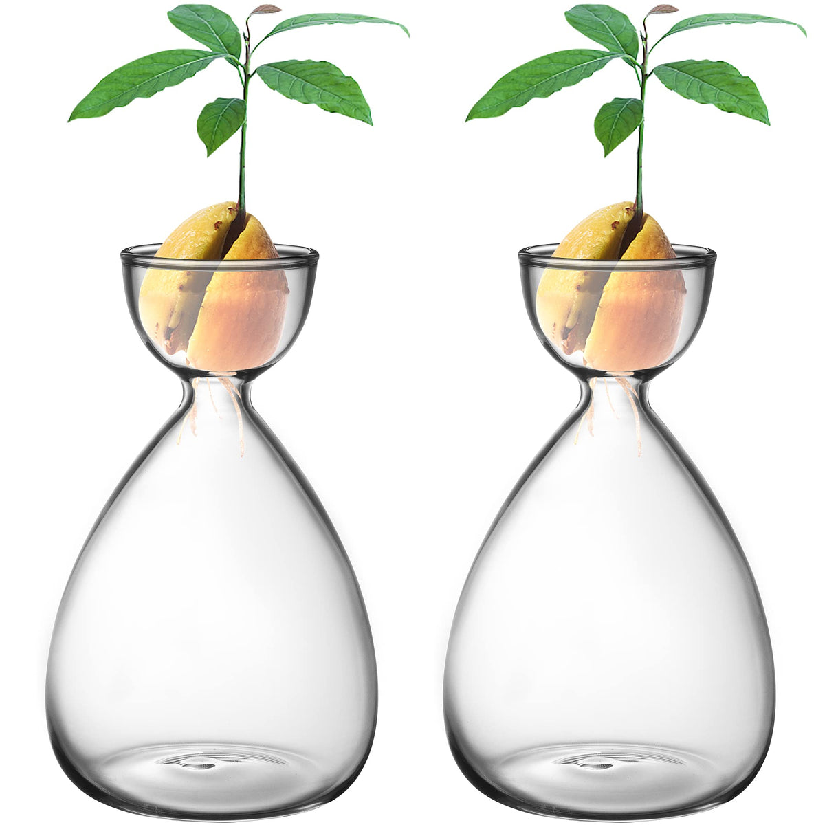 RunNico avocado seed starter vase with compact glass design for easy seed germination.