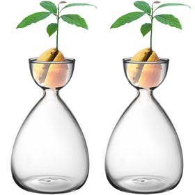RunNico avocado seed starter vase with compact glass design for easy seed germination.